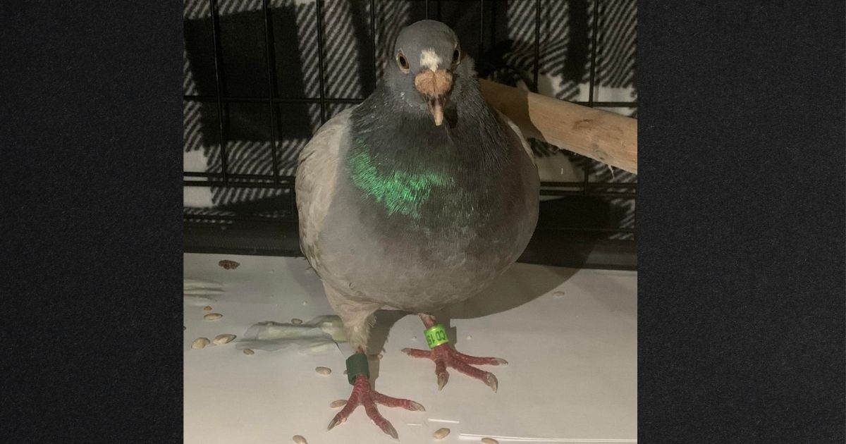 Bob the pigeon somehow made it from northeast England to Mexia, Alabama.