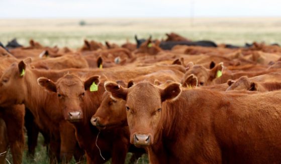 A herd of cattle graze in a pasture at CS Ranch in Cimarron, New Mexico, on June 1.