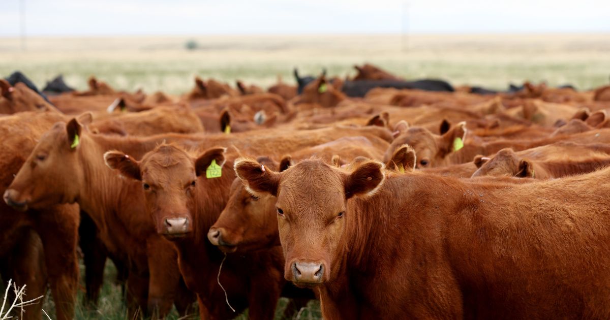 A herd of cattle graze in a pasture at CS Ranch in Cimarron, New Mexico, on June 1.