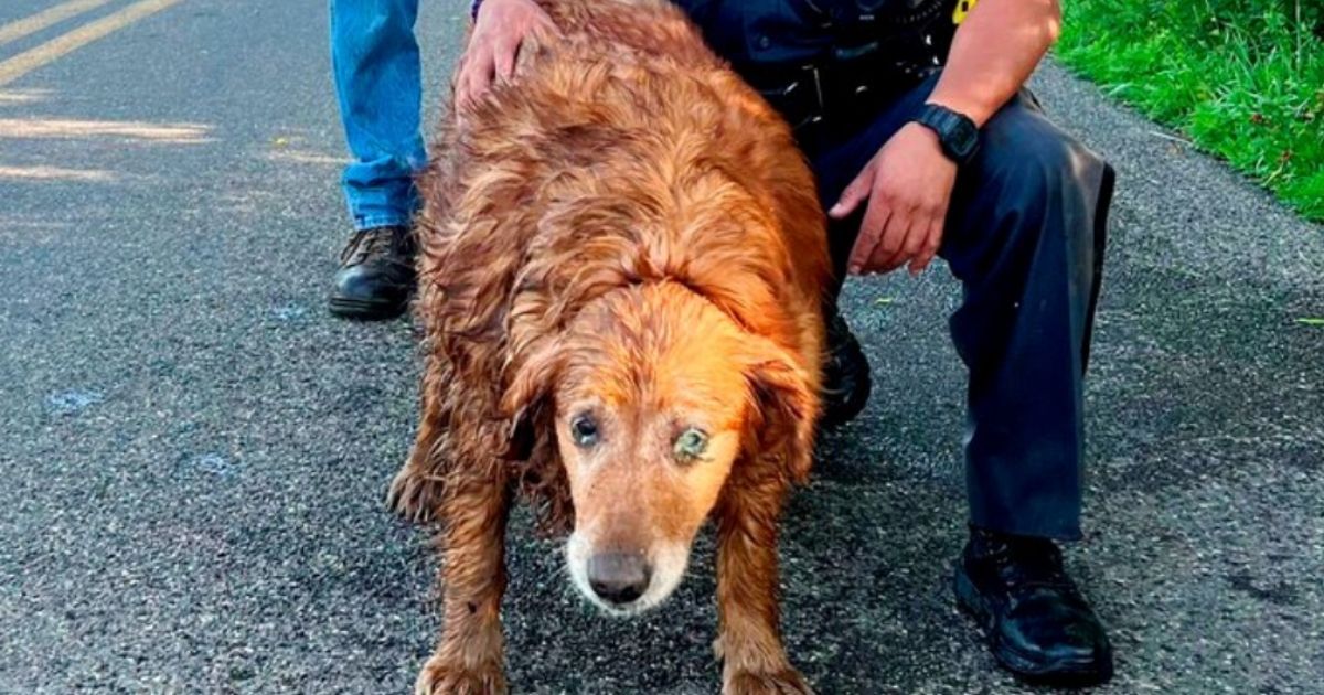After missing for several days, 13-year-old Lilah was rescued by New York State Trooper Jimmy Rasaphone, who crawled 15 feet into a pipe and pulled her to safety.
