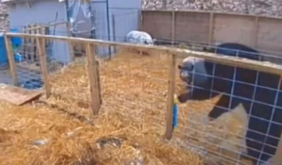 Two pigs fend off a bear that jumped into their cage.