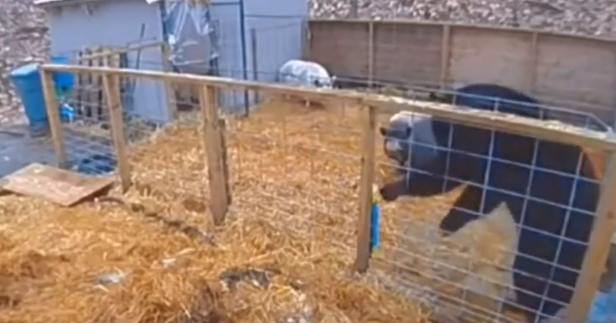 Two pigs fend off a bear that jumped into their cage.