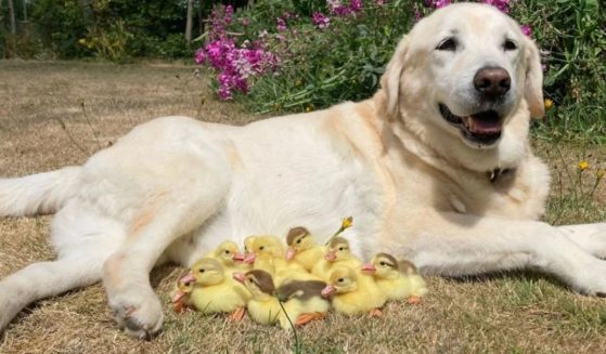 Fred, the 15-year-old Labrador retriever, has adopted and taken care of three sets of ducklings in Essex, England.