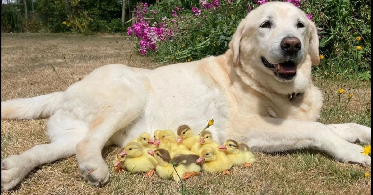 Fred, the 15-year-old Labrador retriever, has adopted and taken care of three sets of ducklings in Essex, England.