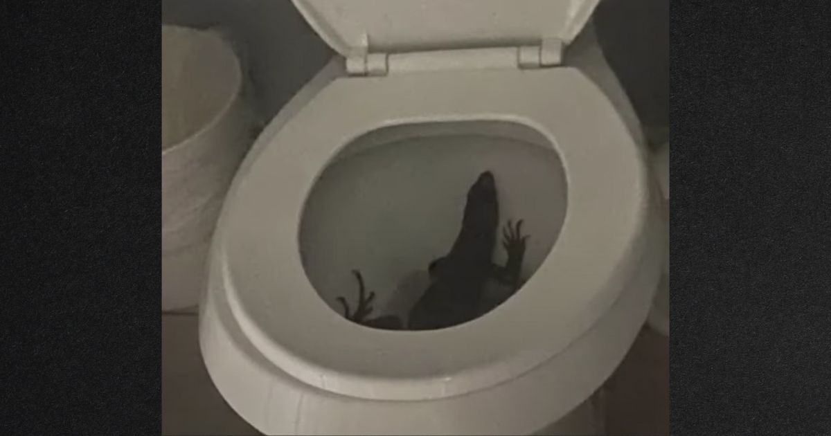 The woman turned on the bathroom light and was shocked to find a large iguana in her toilet.