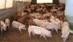 Healthy hogs are seen inside a hoop barn on a farm in central Iowa.