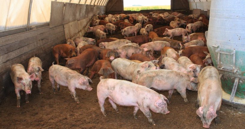 Healthy hogs are seen inside a hoop barn on a farm in central Iowa.