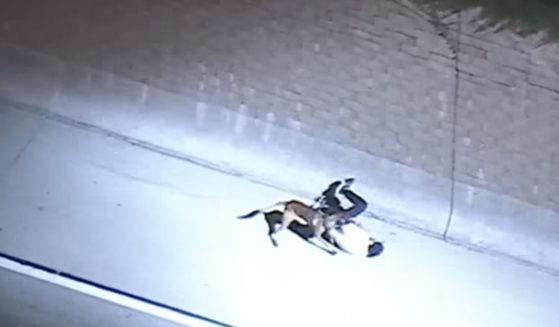 On Tuesday, a police car chase in southern California ended after a Bearcat crashed into the stolen work truck driven by the suspect, causing him to flee and get taken down by a K-9.