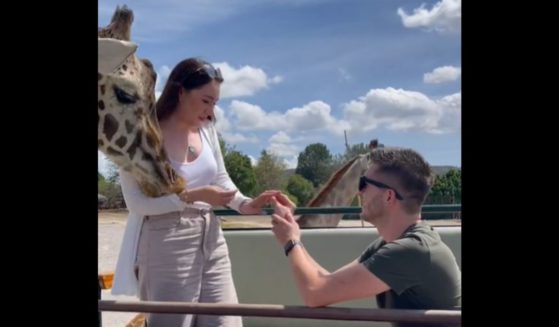 A giraffe accosts Montserrat Cox during her boyfriend's proposal.