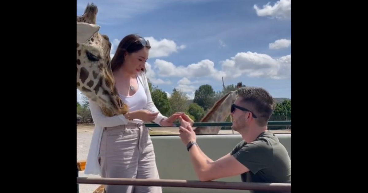 A giraffe accosts Montserrat Cox during her boyfriend's proposal.
