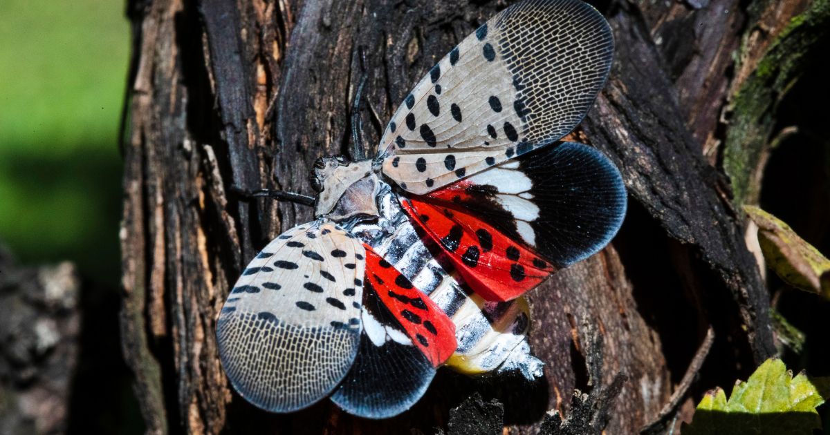 In a 2019 file photo, a spotted lanternfly can be seen in Kutztown, Pennsylvania.