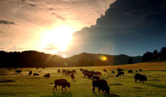 The sun sets behind a herd of bison in Wind Cave National Park, on Aug. 14, 2001, in the southern Black Hills of South Dakota.