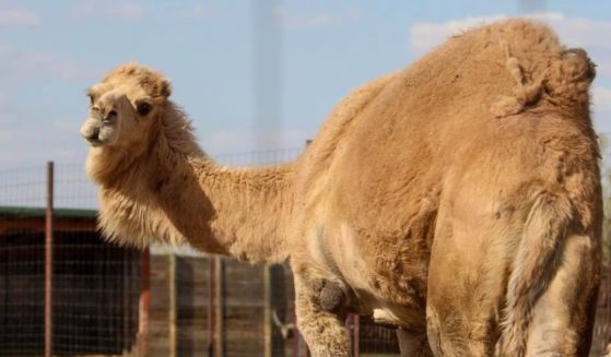 The zoo assured fans that "The camel was not injured during the interaction." The zoo worker, however, was transported to the hospital via helicopter.