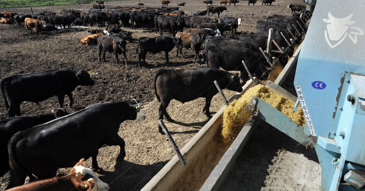A mixer dumps the meal prepared with wheat, corn, sorghum, soy and various other grains to feed cattle in a feedlot farm near Pipinas, some which is south Buenos Aires, on Jan. 26, 2011.