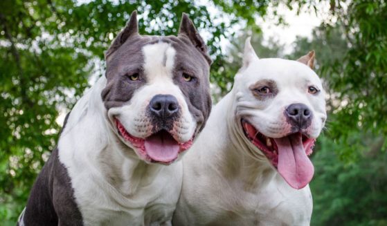The above stock image is of pit bulls.