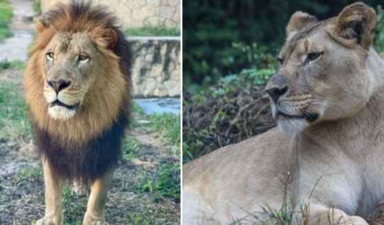 A male African lion killed a lioness at the Birmingham Zoo in Alabama on Monday.