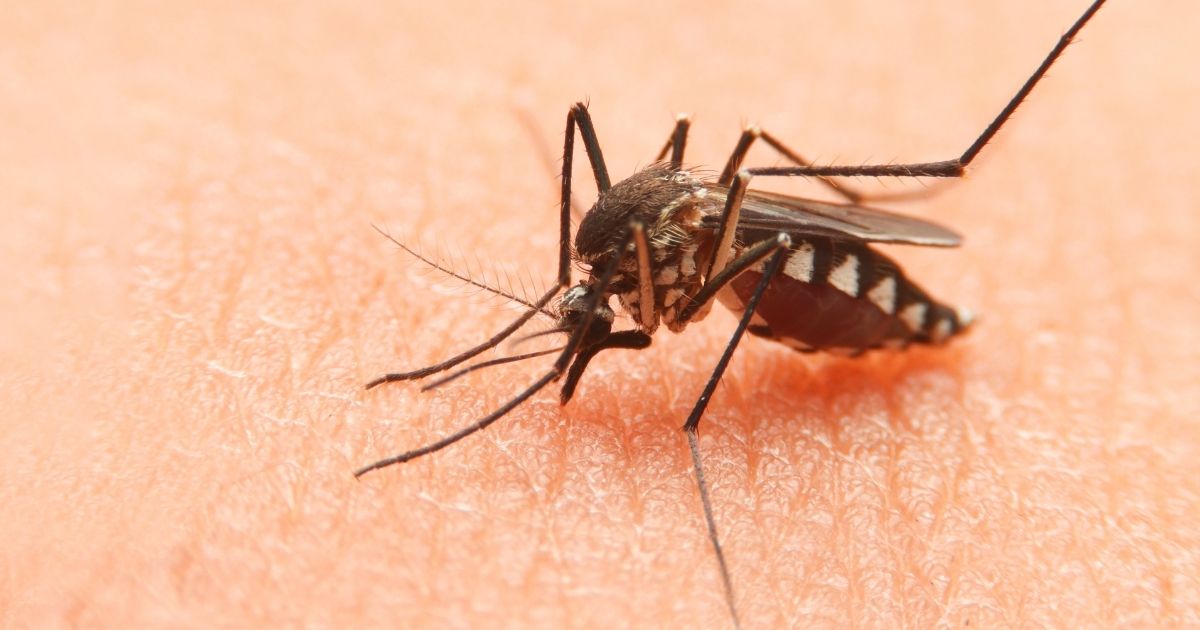 A mosquito is seen in this stock image.