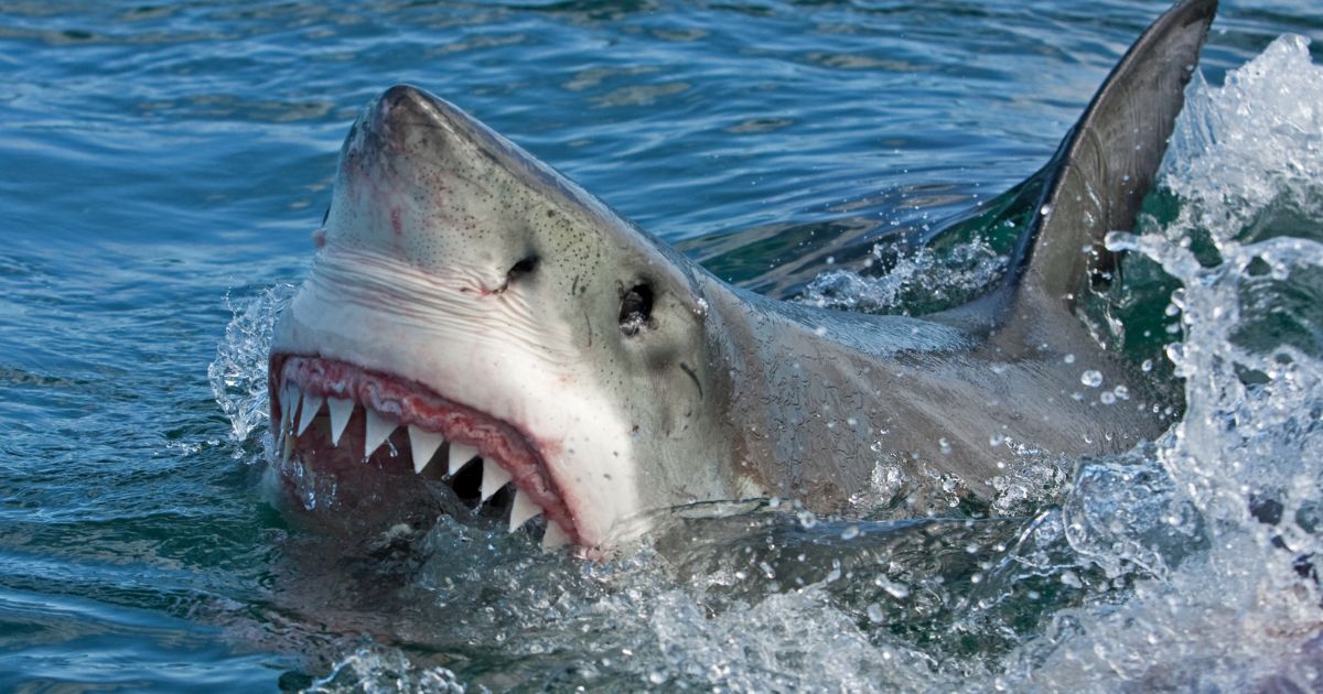 A great white shark is seen in this stock image.
