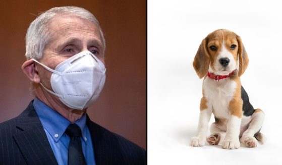 Dr. Anthony Fauci arrives for a hearing on Capitol Hill in Washington, D.C., on May 17. A beagle puppy is seen in the stock image on the right.