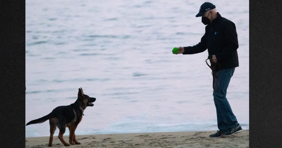 President Joe Biden plays with his dog Commander at Rehoboth Beach, Delaware, in this file photo from December 2021.