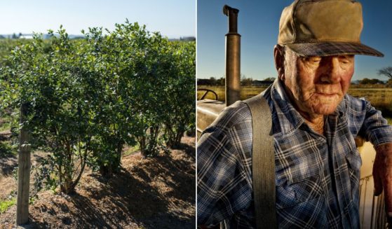 Farmers in the southeast United States are sounding the alarm after massive crop failure of blueberries, left, peaches and watermelons have hurt the farms and are affecting restaurants, breweries, distillers and markets that depend on their produce.