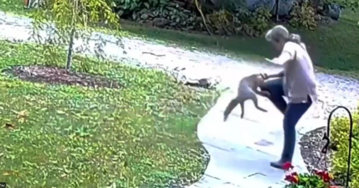 The fox repeatedly attacked the woman despite her attempts to fend it off.