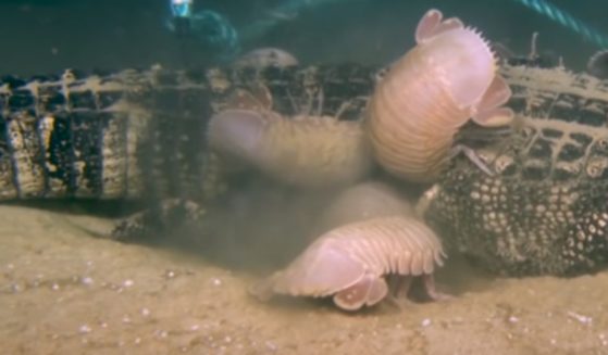 Bathynomus yucatanensis, a species of deep-sea isopods, was filmed in 2019 eating the corpse of an alligator in the Gulf of Mexico.