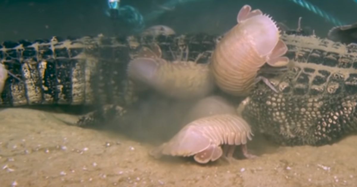 Bathynomus yucatanensis, a species of deep-sea isopods, was filmed in 2019 eating the corpse of an alligator in the Gulf of Mexico.