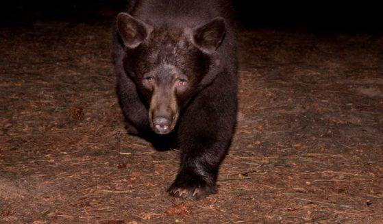 Stock photo of bear at night.