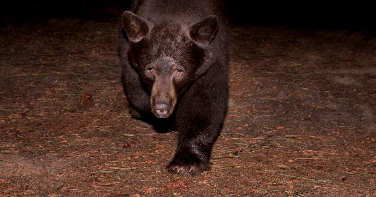 Stock photo of bear at night.