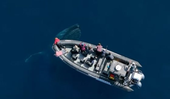 A group of whale watchers in Newport Beach, California, had an encounter with a friendly blue whale, which made several passes near and under their boat.
