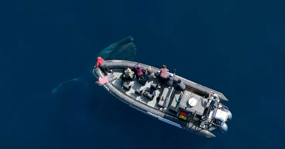 A group of whale watchers in Newport Beach, California, had an encounter with a friendly blue whale, which made several passes near and under their boat.