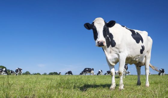 A curious cow is seen in this stock image.