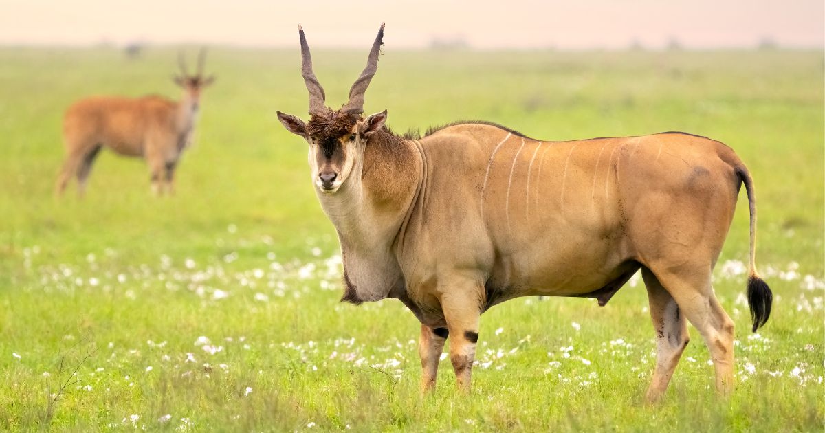 A male common eland (foreground) and femal are seen in a file photo taken in Tanzania, Africa.