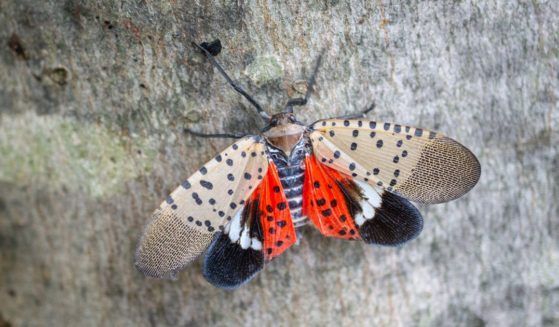 The above image is of a spotted lanternfly in Chester County, Pennsylvania.