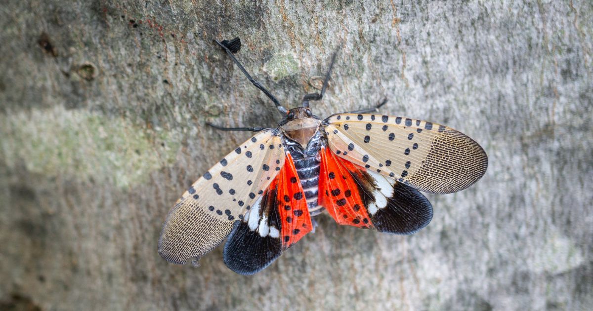 The above image is of a spotted lanternfly in Chester County, Pennsylvania.