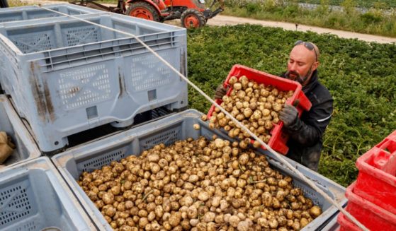 A French farmer collects "Bonnotte" potatoes during hand-harvest in a field in Noirmoutier-en-l'Ile on the French western island of Noirmoutier, on May 7, 2021.