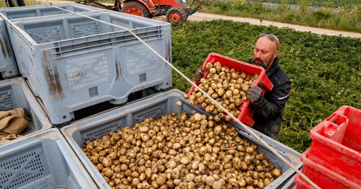 A French farmer collects "Bonnotte" potatoes during hand-harvest in a field in Noirmoutier-en-l'Ile on the French western island of Noirmoutier, on May 7, 2021.