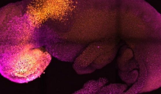 Researches at the University of Cambridge have published a paper about their creation of synthetic embryos.