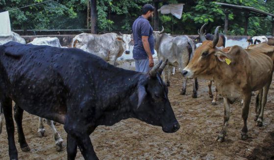 A man stands amid cows infected with lumpy skin disease at a cow shelter in Jaipur, India, on Sept. 21.