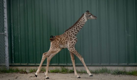 On Aug. 31, a male Masai giraffe was born at the Columbus Zoo and Aquarium in Powell, Ohio.