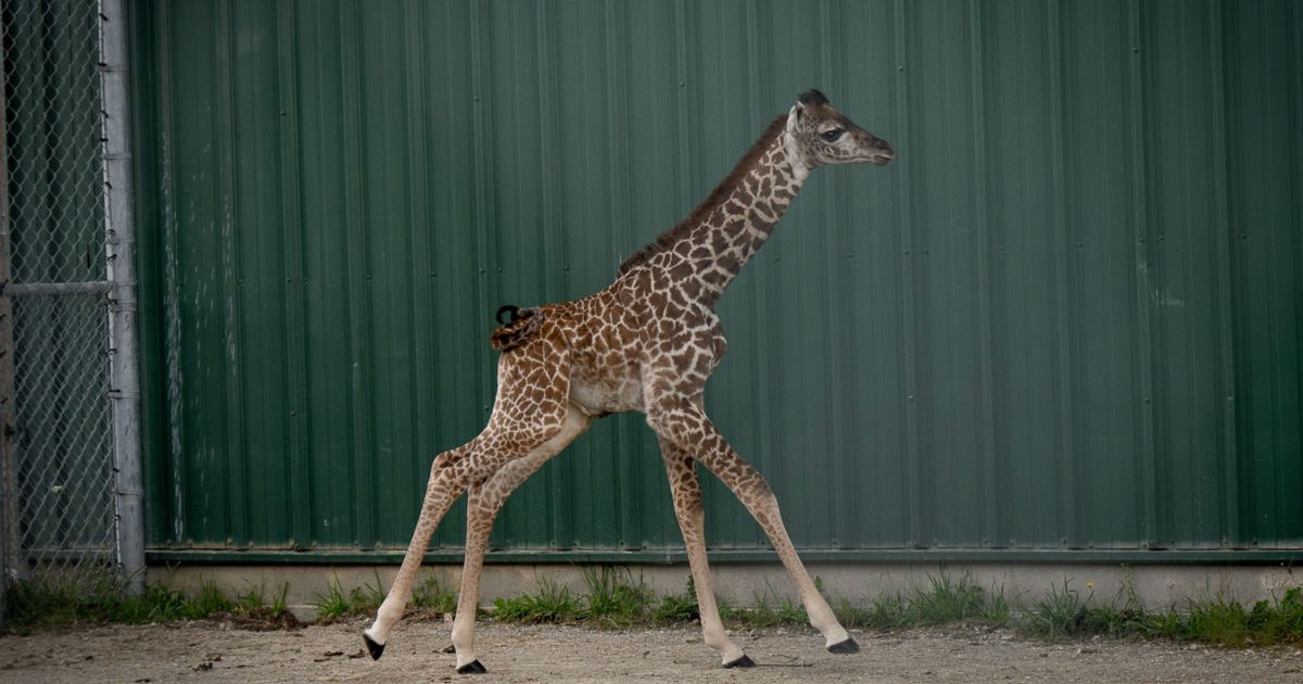 On Aug. 31, a male Masai giraffe was born at the Columbus Zoo and Aquarium in Powell, Ohio.