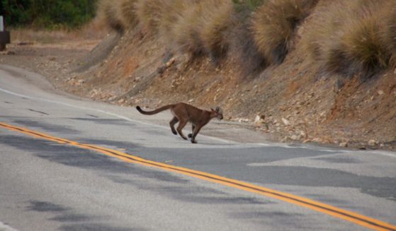 A cougar crosses a road in the Santa Monica Mountains National Recreation Area in Southern California in 2013. In the region's Pico Canyon Park, wildlife officials are searching for an "aggressive" mountain lion.