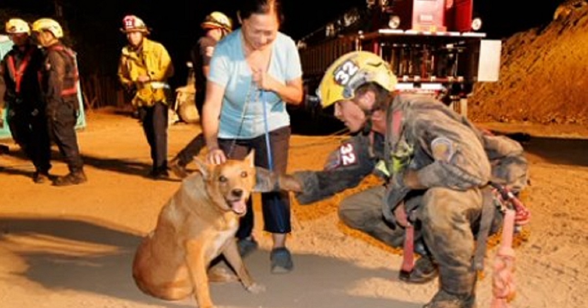 Cesar, a 13-year-old blind dog, is petted by a firefighter-rescuer.