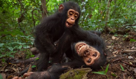 The above stock image is of chimpanzees.