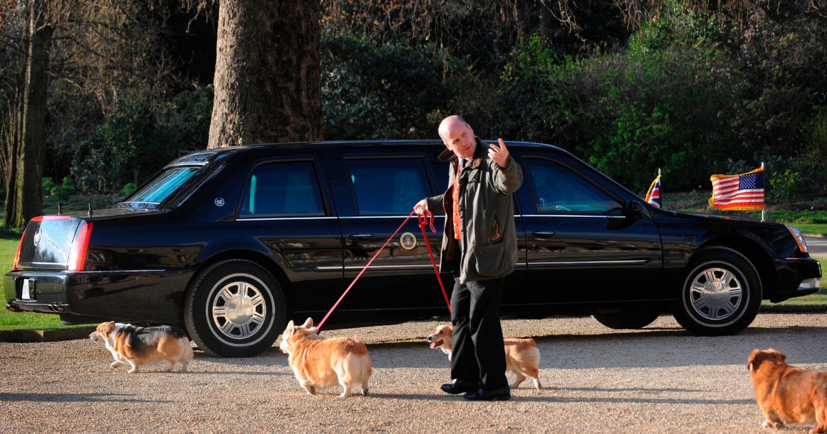 The corgis belonging to Britain's Queen Elizabeth II are taken for a walk in the grounds of Buckingham Palace, on April 1, 2009.