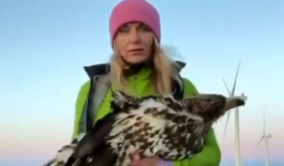 In May 2021, a woman in Norway found an eagle under a wind turbine, dead and with its wing torn off.