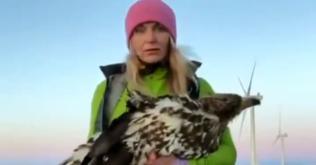 In May 2021, a woman in Norway found an eagle under a wind turbine, dead and with its wing torn off.