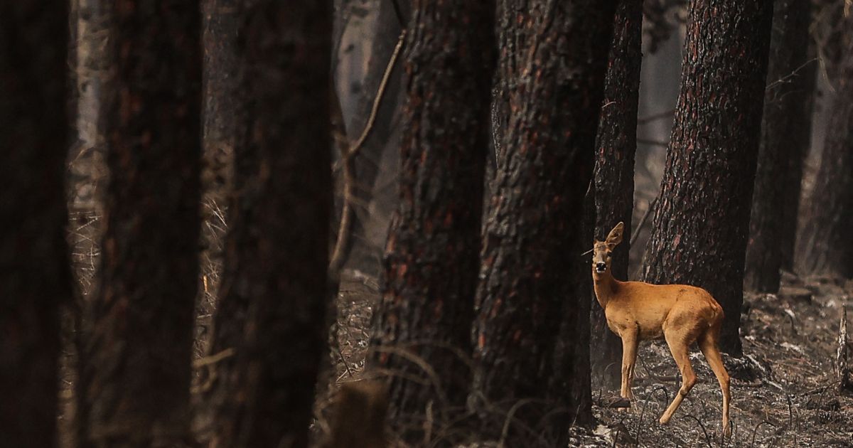 A doe walks through a burnt forest in South Gironde, France, on Aug. 13.