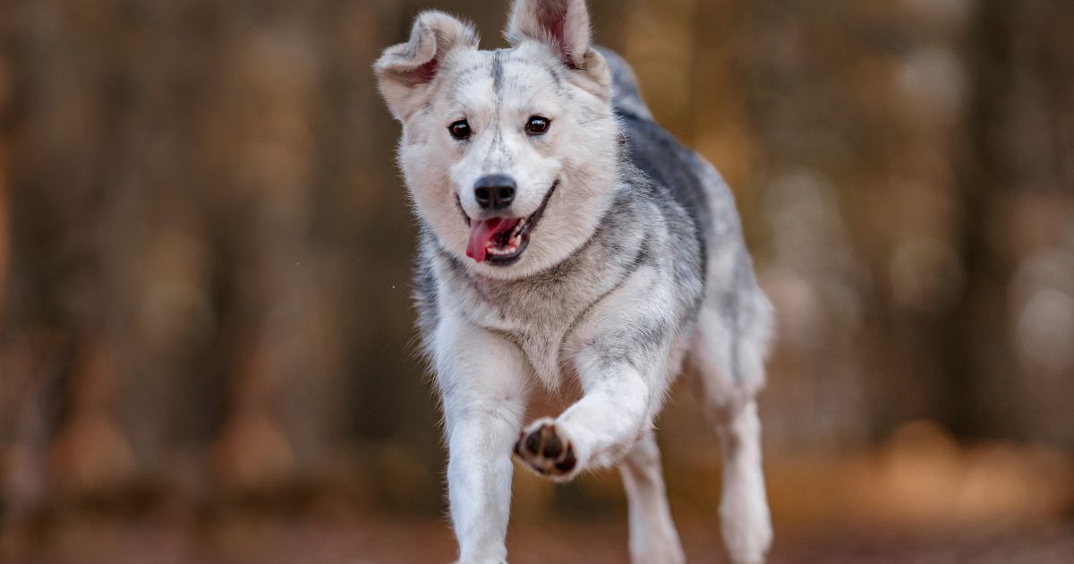 The above stock image is of a dog running.